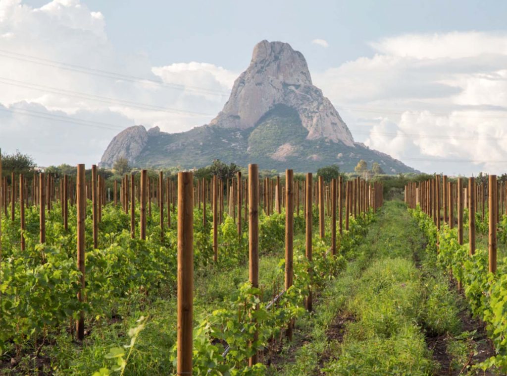 Querétaro se convierte en un referente vinícola