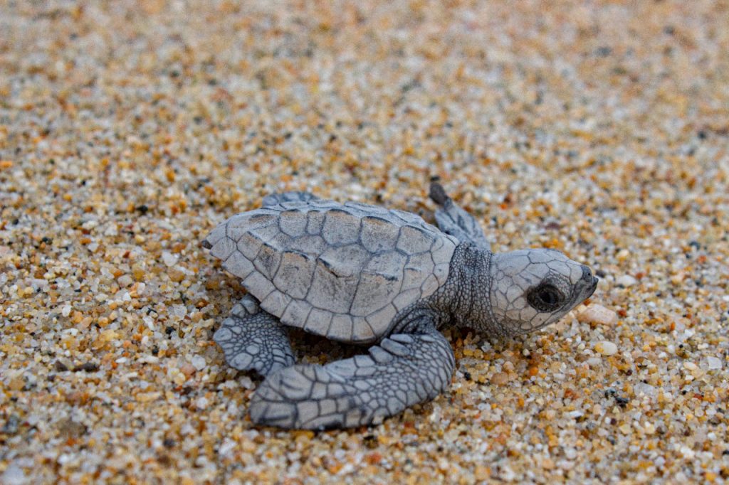 Prepárate que tortugas avivan la Costa de Michoacán
