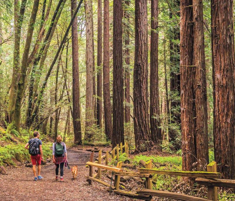 Bosques de Oakland ideales para escapar del ajetreo diario