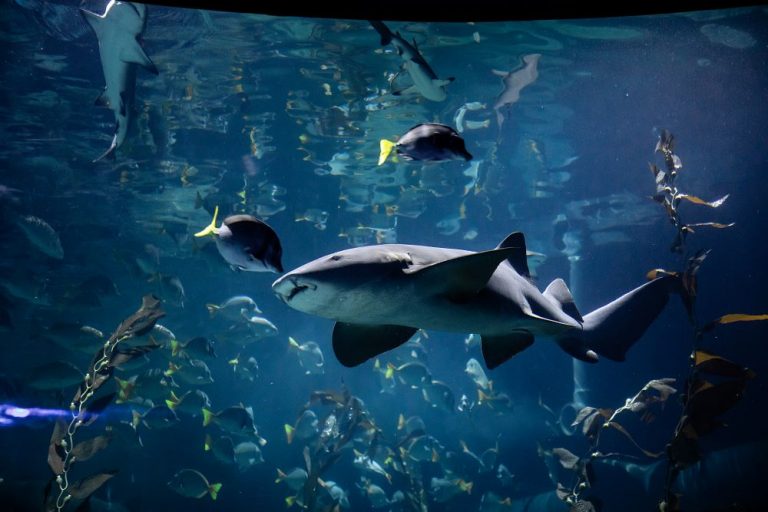 Descubre las profundidades marinas en el acuario Michin
