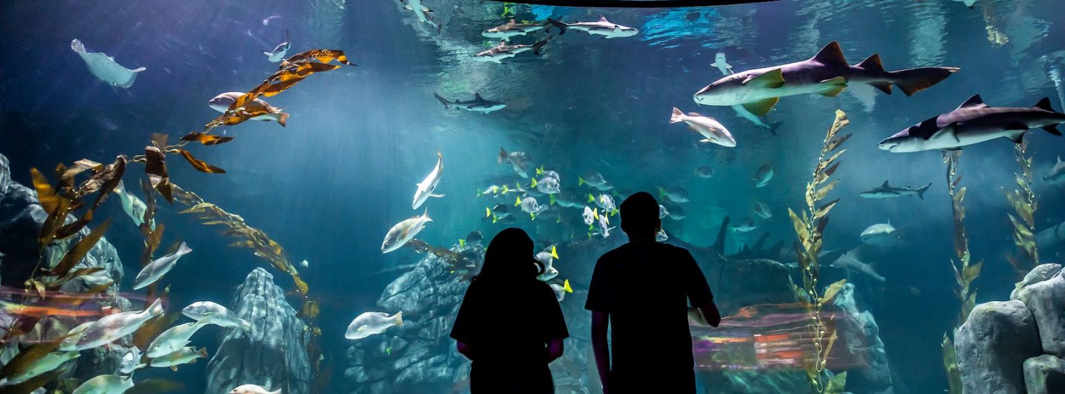 Descubre las profundidades marinas en el acuario Michin