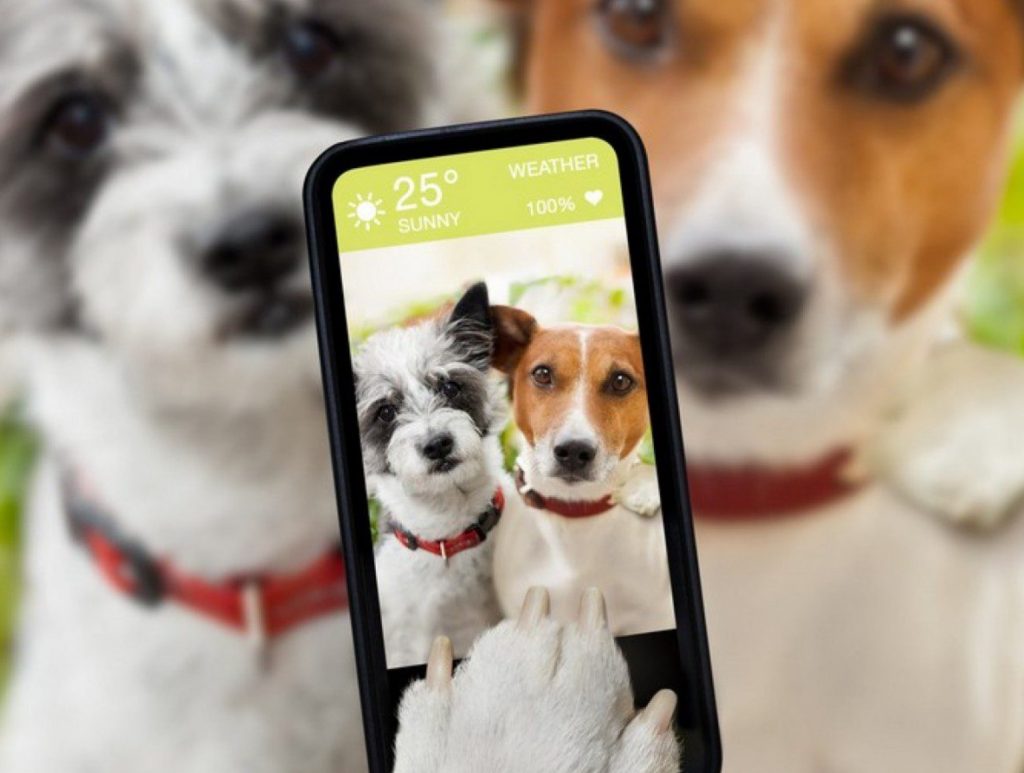 Petzer es la app que te ayudará mucho en el cuidado de tus perritos cuando sales de viaje. Lee el artículo completo en la edición de enero de la Revista.