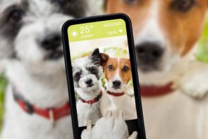 Con esta app para el cuidado de tus perritos te sentirás en calma