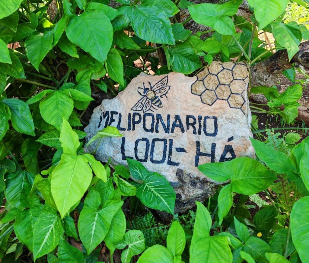 Meliponario Lool Ha, donde se procura a la abeja Melipona, en el Pueblo Mágico Maní Yucatán