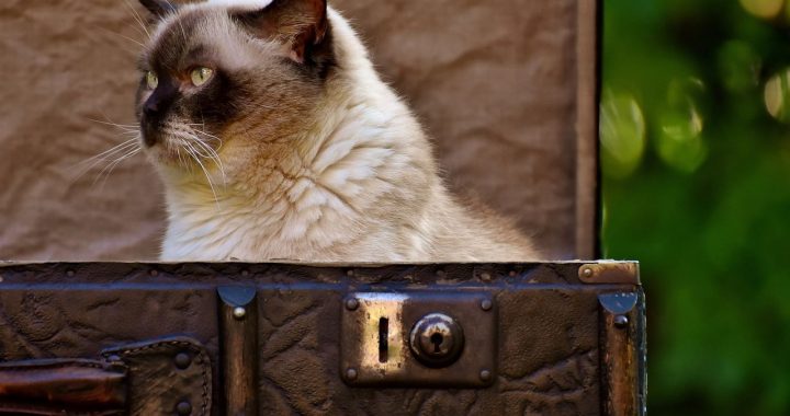 Odisea de un gato: un largo viaje no sólo en redes sociales