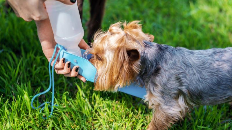 Mantén hidratada a tu mascota durante todo tu viaje para que no pase un golpe de calor.