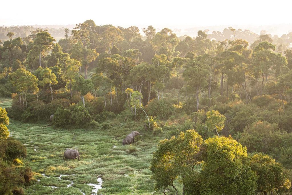 Wildlife Wilderness Mara Triangle
