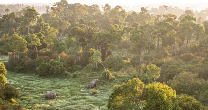 Wildlife Wilderness Mara Triangle