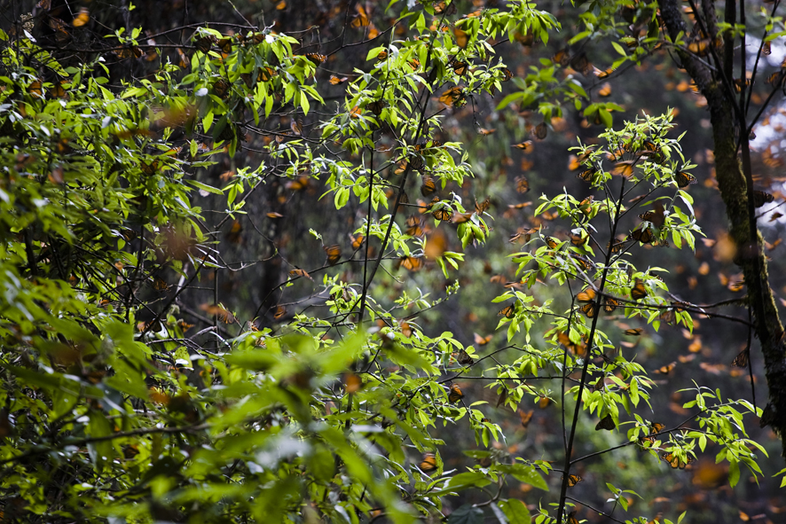 Santuario Pieda Herrada Monarca