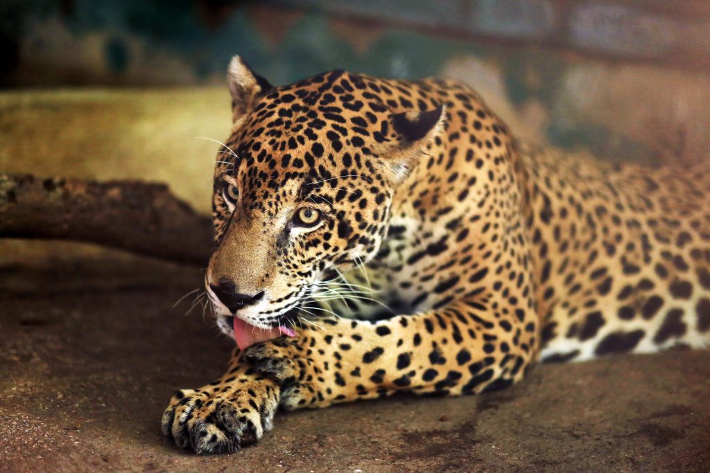Jaguar, San Blas