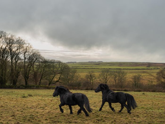 Experiencia gastronómica en hospedaje temático de Airbnb inspirado en la película Cumbres Borrascosas.