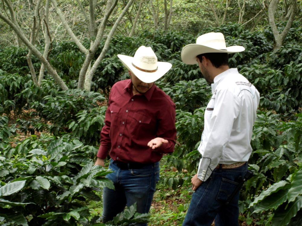 Café Muréh sembradío