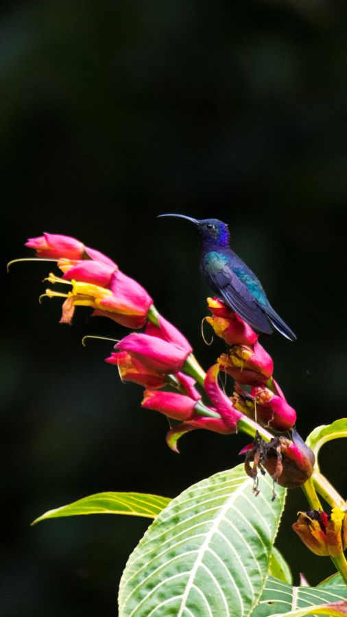 Colibrí - Dota - Eduardo Peraza Uvita