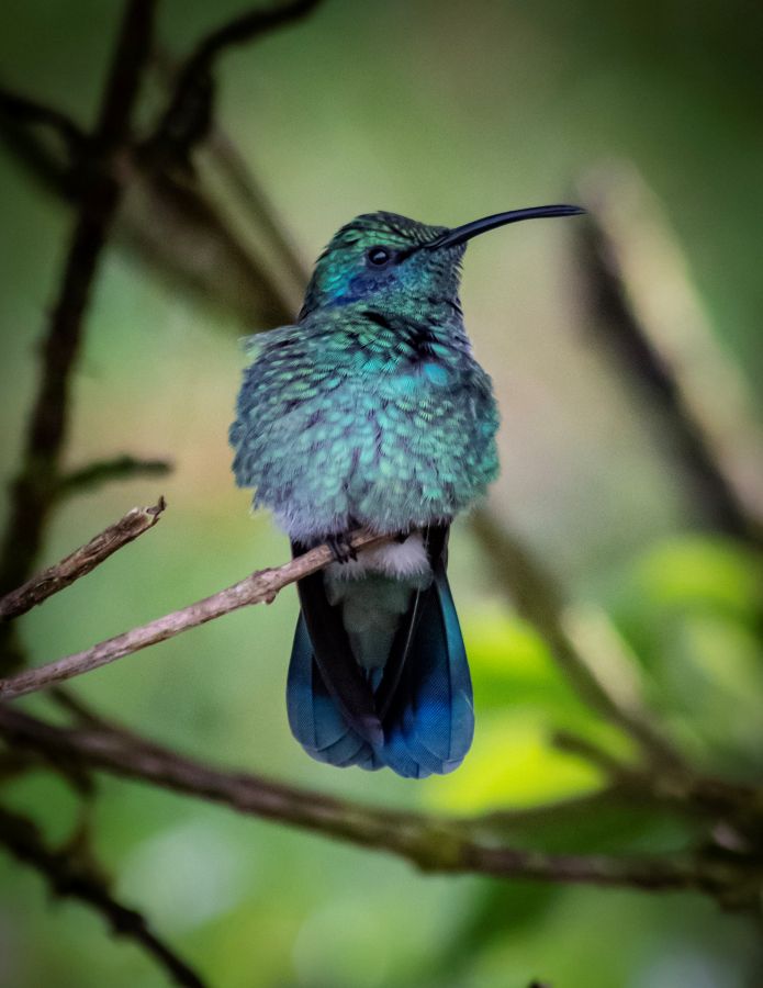 Colibrí - Monteverde - Eduardo Peraza Uvita