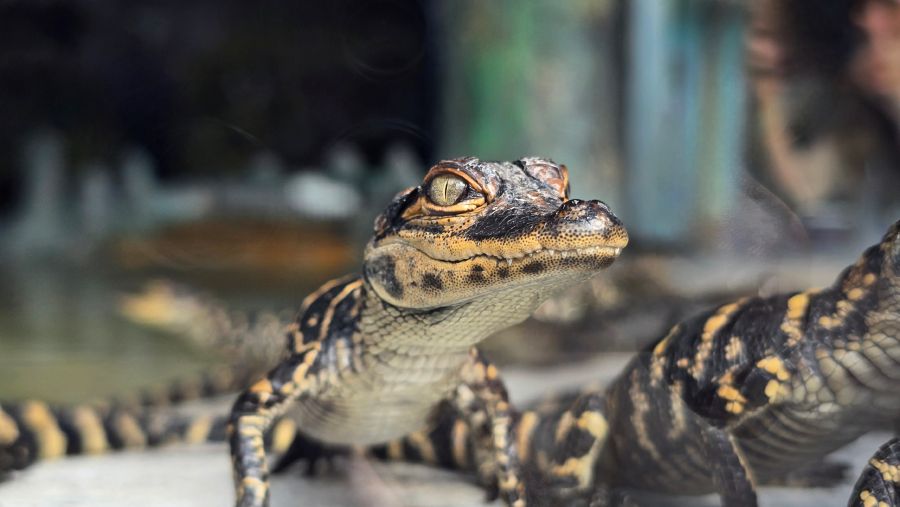 Cría de aligator - Gatorland