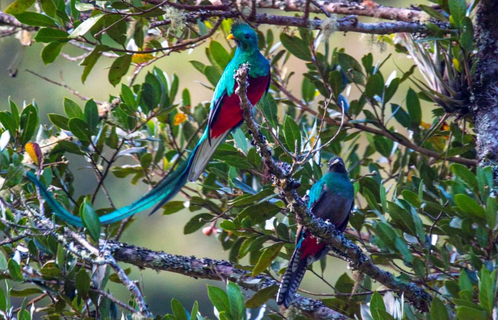 Quetzales San Gerardo de Dota San José Uvita