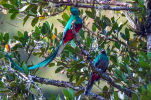 Quetzales San Gerardo de Dota San José Uvita