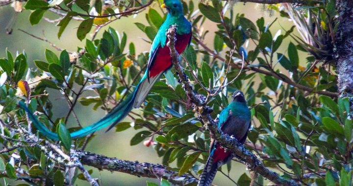 Quetzales San Gerardo de Dota San José Uvita