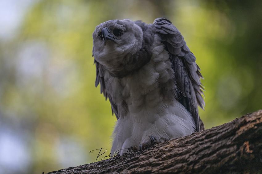 1 NPS Roberto Pedraza Chiapas Birding