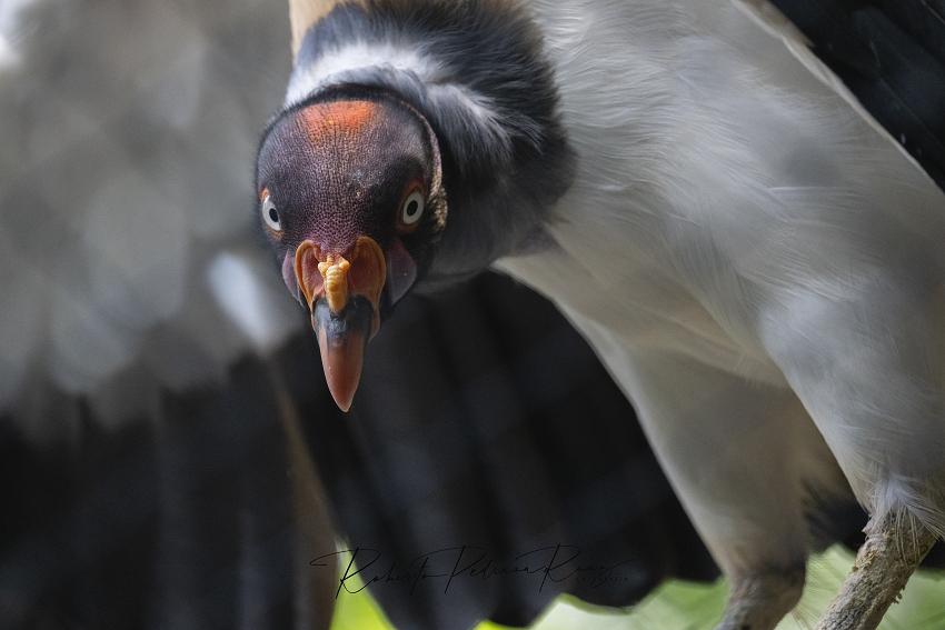 3 NPS Roberto Pedraza Chiapas Birding