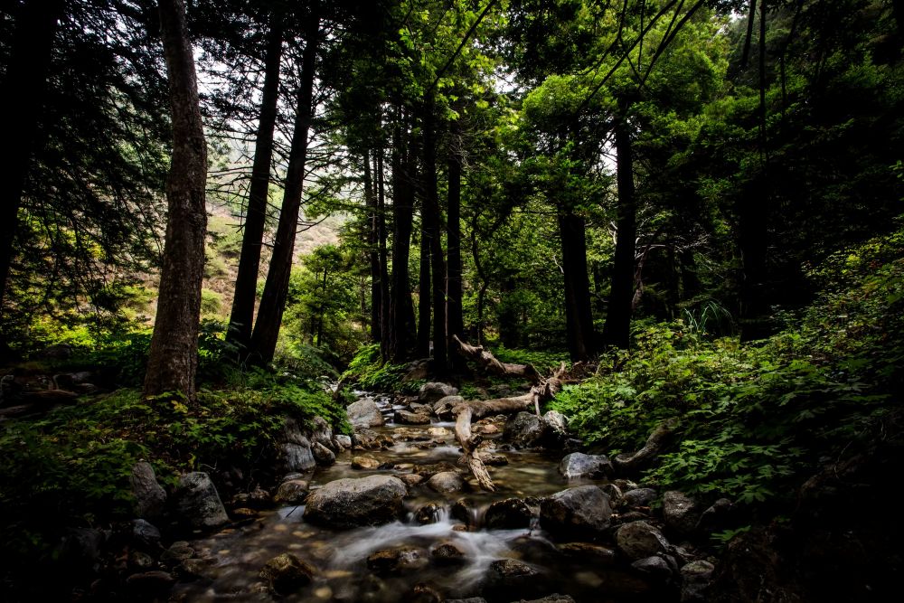 Limekiln State Park Highway 1