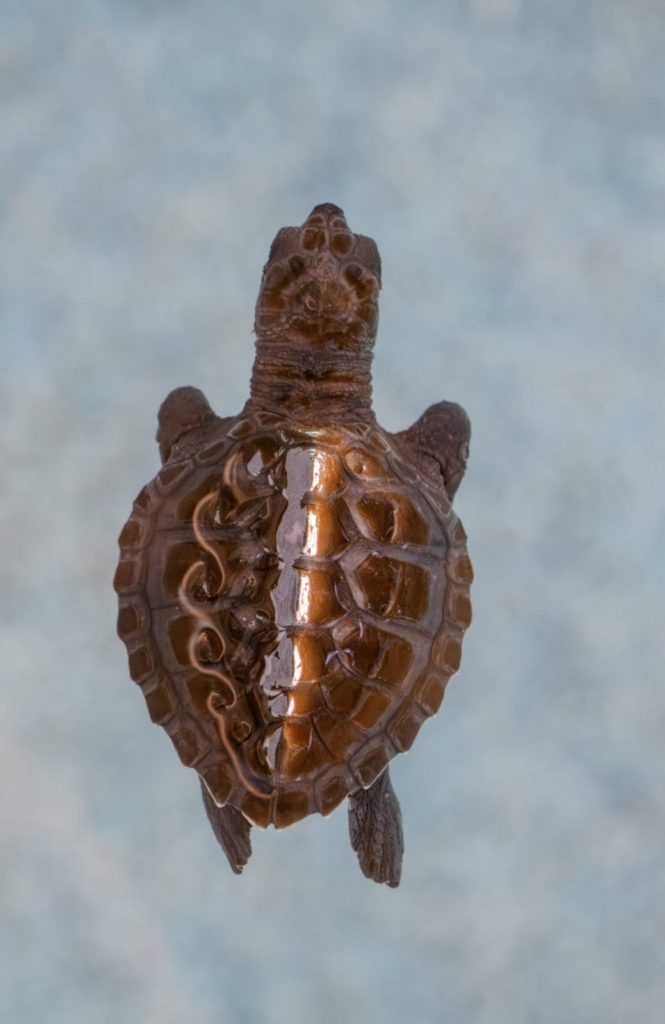 Estrella del Mar n