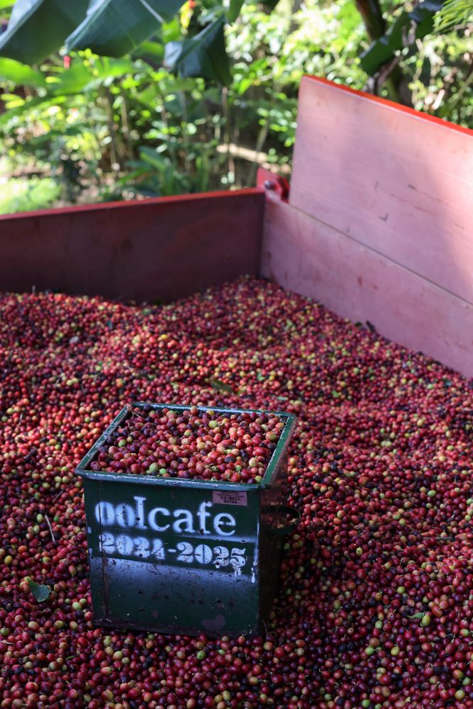 Valle Central Alajuela Poas Cajuela de Café