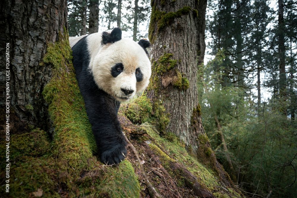 Un panda gigante salvaje fue captado por una cámara trampa en la Reserva Natural Nacional de Wanglang. Sichuan, China, 11 de noviembre de 2025. World Press Photo 2026
