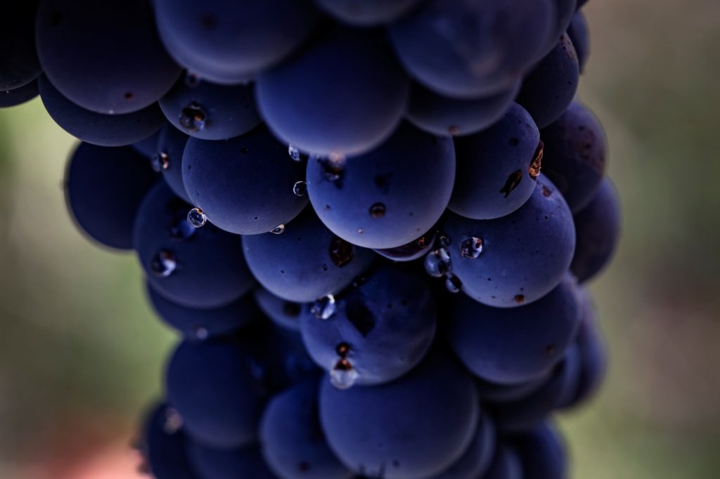 México entre viñas: escapadas cuando el vino es parte del viaje