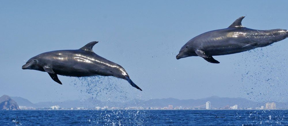Delfines en las costas de Mazatlán Mar de Cortés
