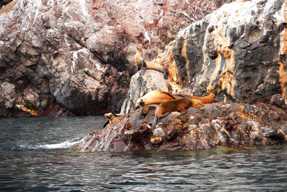 Isla Farallón Mar de Cortés