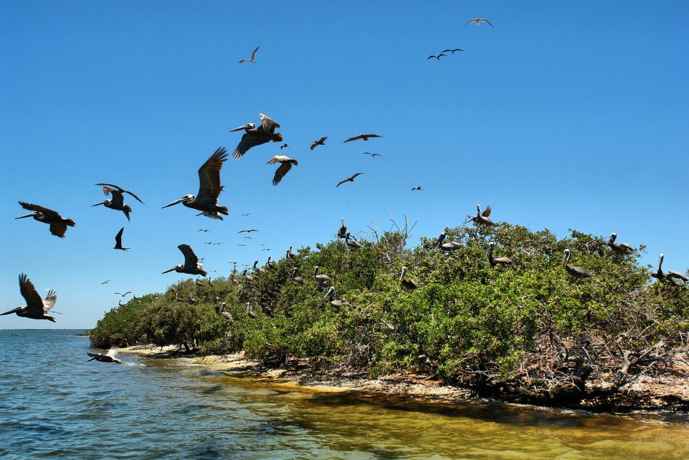 LOS MOCHIS ISLA PAJAROS Mar de Cortés
