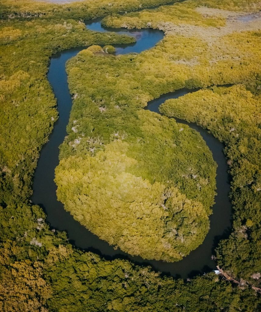 Manglares Isla de la Piedra