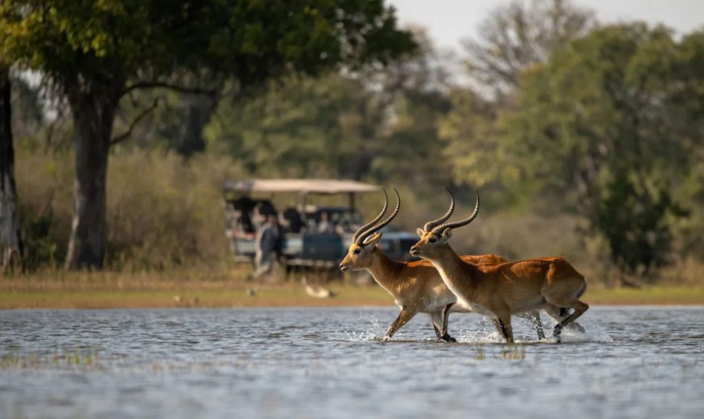 Safari en África