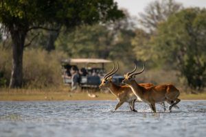 Safari en África