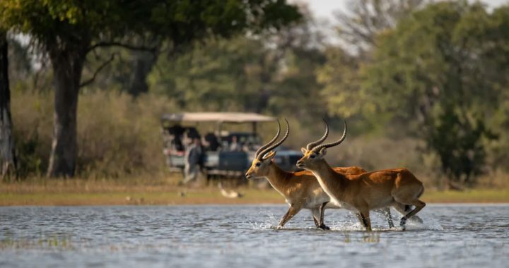 Safari en África