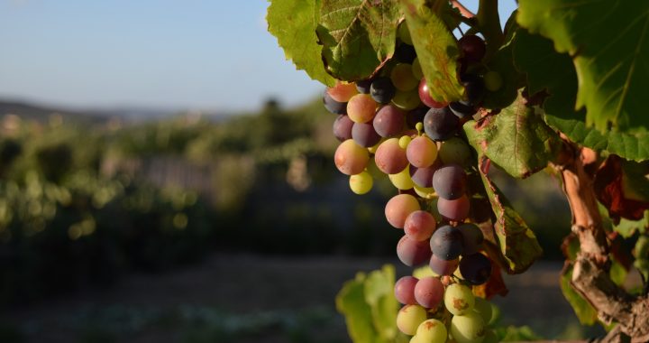 Cinco escapadas a viñedos mexicanos para los amantes del vino.