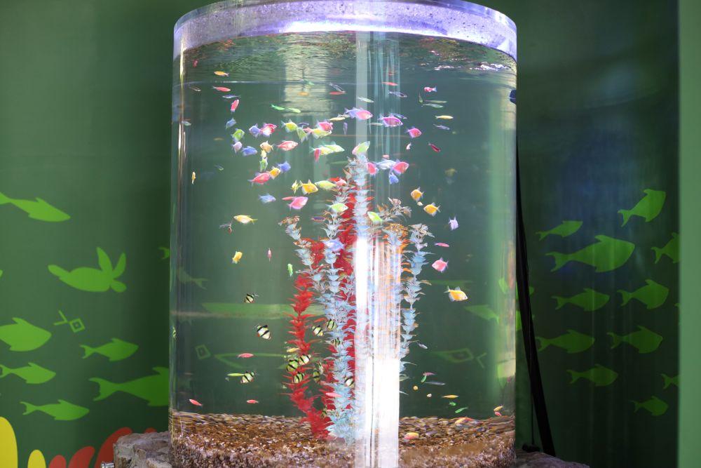 Acuario Ro'chí Guachochi (2)