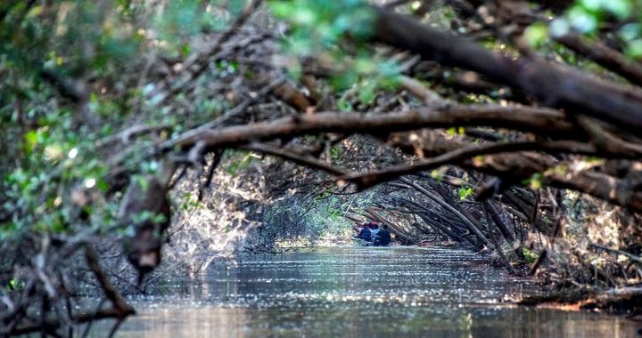 El Chupadero en Ticomán, Colima, el estero más grande del país.