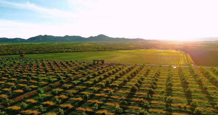 Valle de Olivos vendimias Chihuahua (1)