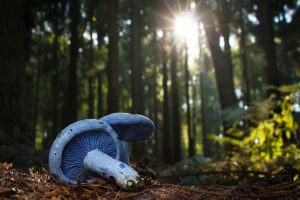 bOSQUE Y HONGOS