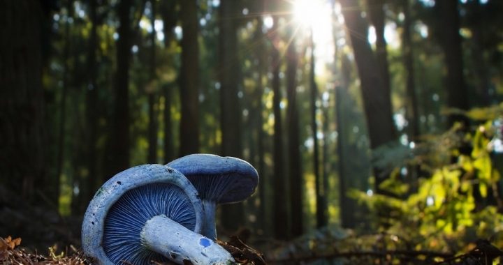 bOSQUE Y HONGOS