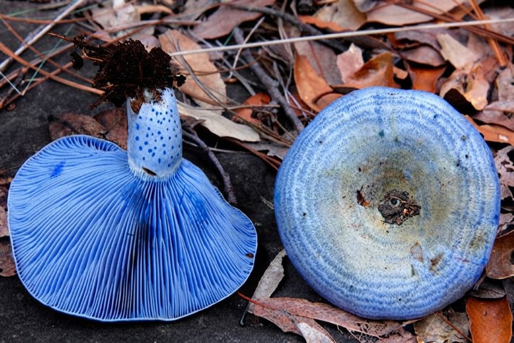 hONGOS aZULES