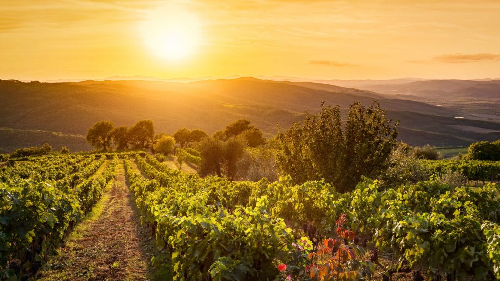viñedos