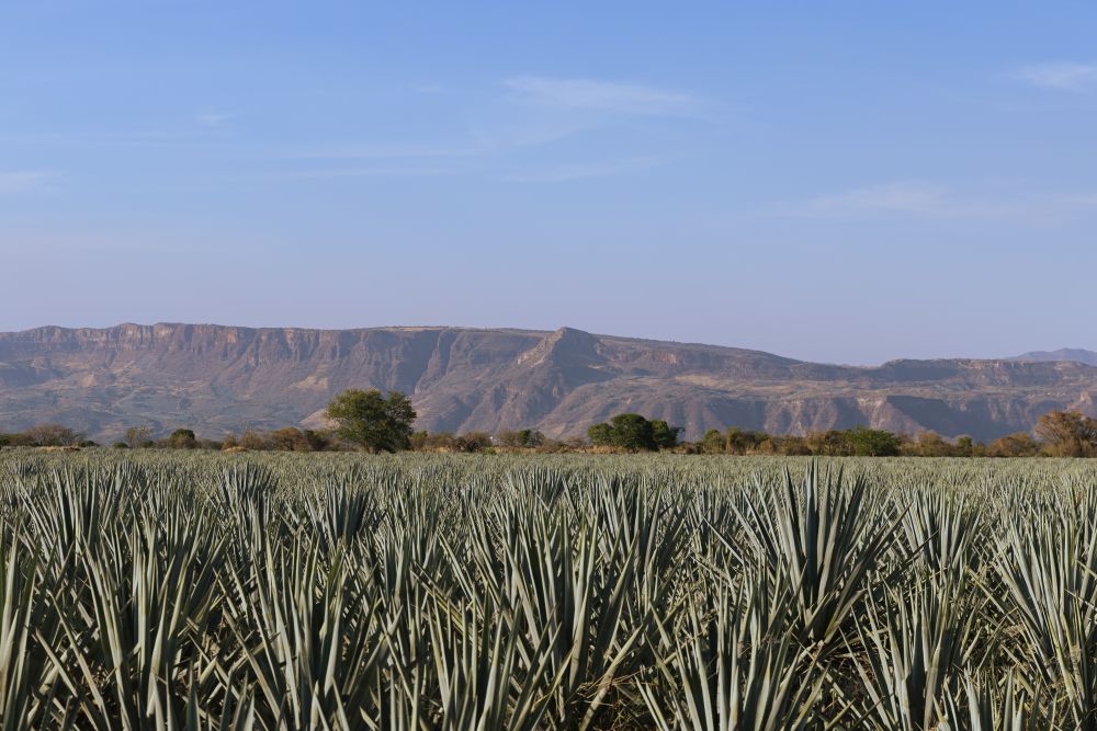 Casa tequila Amatitlán