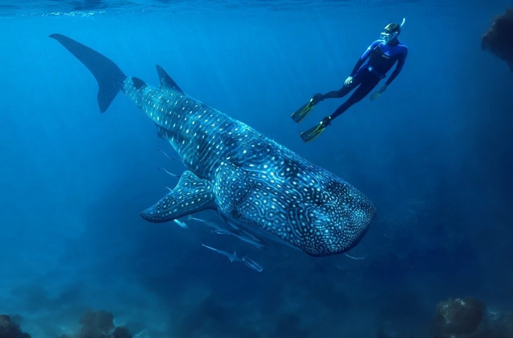 Tiburón Ballena (1)