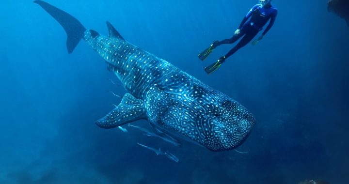 Tiburón Ballena (1)