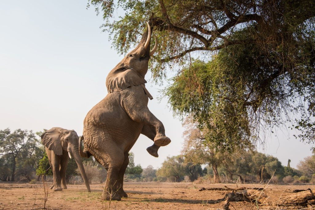 Visitar Elefantes en África es una experiencia que puedes vivir en 4 destinos en particular.