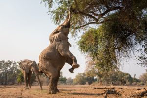 Visitar Elefantes en África es una experiencia que puedes vivir en 4 destinos en particular.