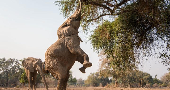 Visitar Elefantes en África es una experiencia que puedes vivir en 4 destinos en particular.
